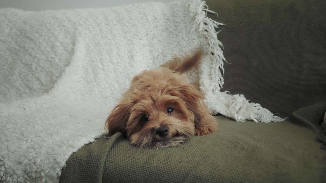 귀여운 갈색 하바나 강아지가 초록색 소파에 누워서 리를 흔들고 있는 사람들을 쳐다보고 있다.