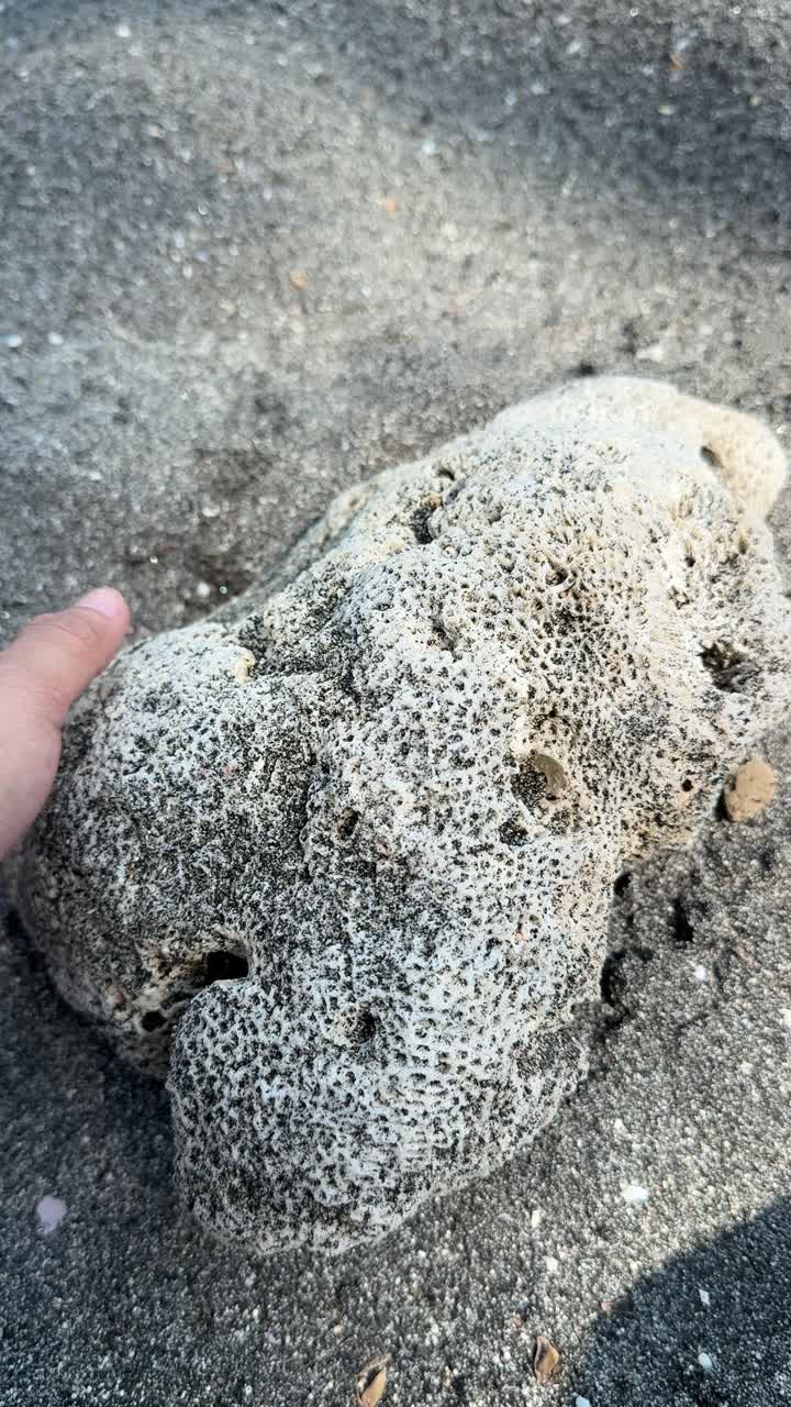Hand Touching Porous Coral Rock on Sandy Beach