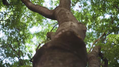 Tree trunk traveling and reveal green leaves on the edge