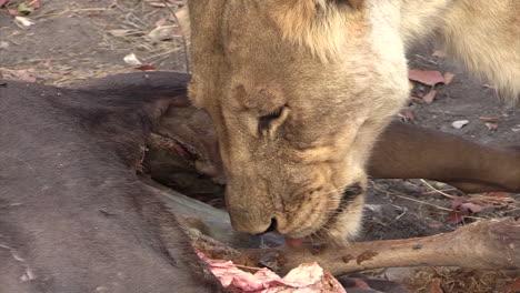 lioness tears up the bowels of her prey, contents of wildebeest's bowels oozing out, close-up shot