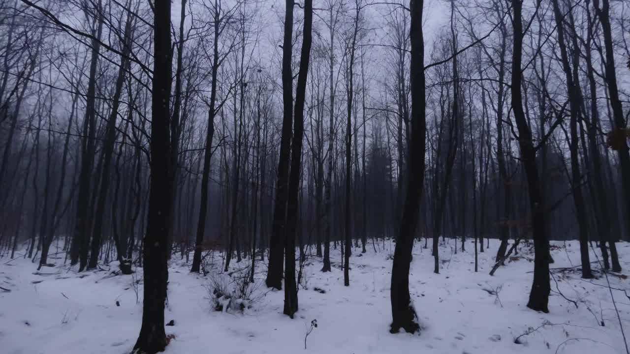 4K panning video of a dark, moody forest in winter, showcasing a somber and atmospheric landscape