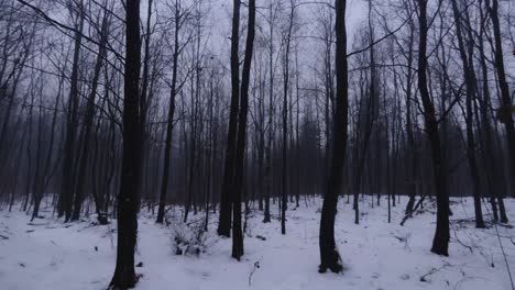 4K-panning-video-of-a-dark,-moody-forest-in-winter,-showcasing-a-somber-and-atmospheric-landscape