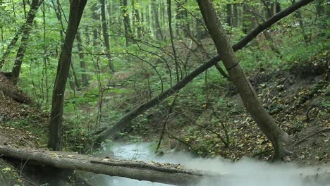 woman in a misty forest. wonderful sexy fashion model walking in a fantastical forest