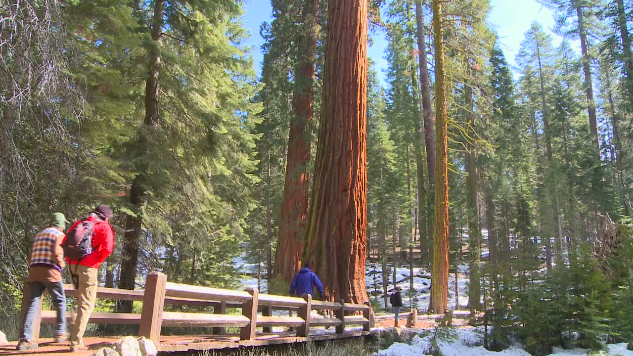Escursionisti camminano vicino a sequoie giganti nel Parco Nazionale di Yosemite