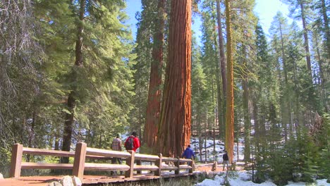 Wanderer-Gehen-In-Der-Nähe-Von-Riesigen-Mammutbäumen-Im-Yosemite-Nationalpark