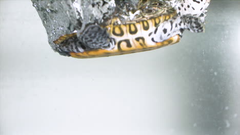 tortuga a cámara lenta salpicando agua sobre fondo blanco