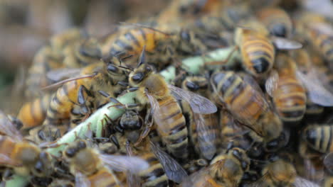 Macro-De-Un-Gran-Enjambre-De-Abejas-Melíferas