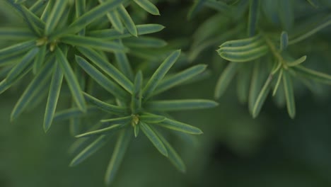 Foto-Macro-De-Hojas-De-árboles-Verdes-En-Un-Entorno-Forestal