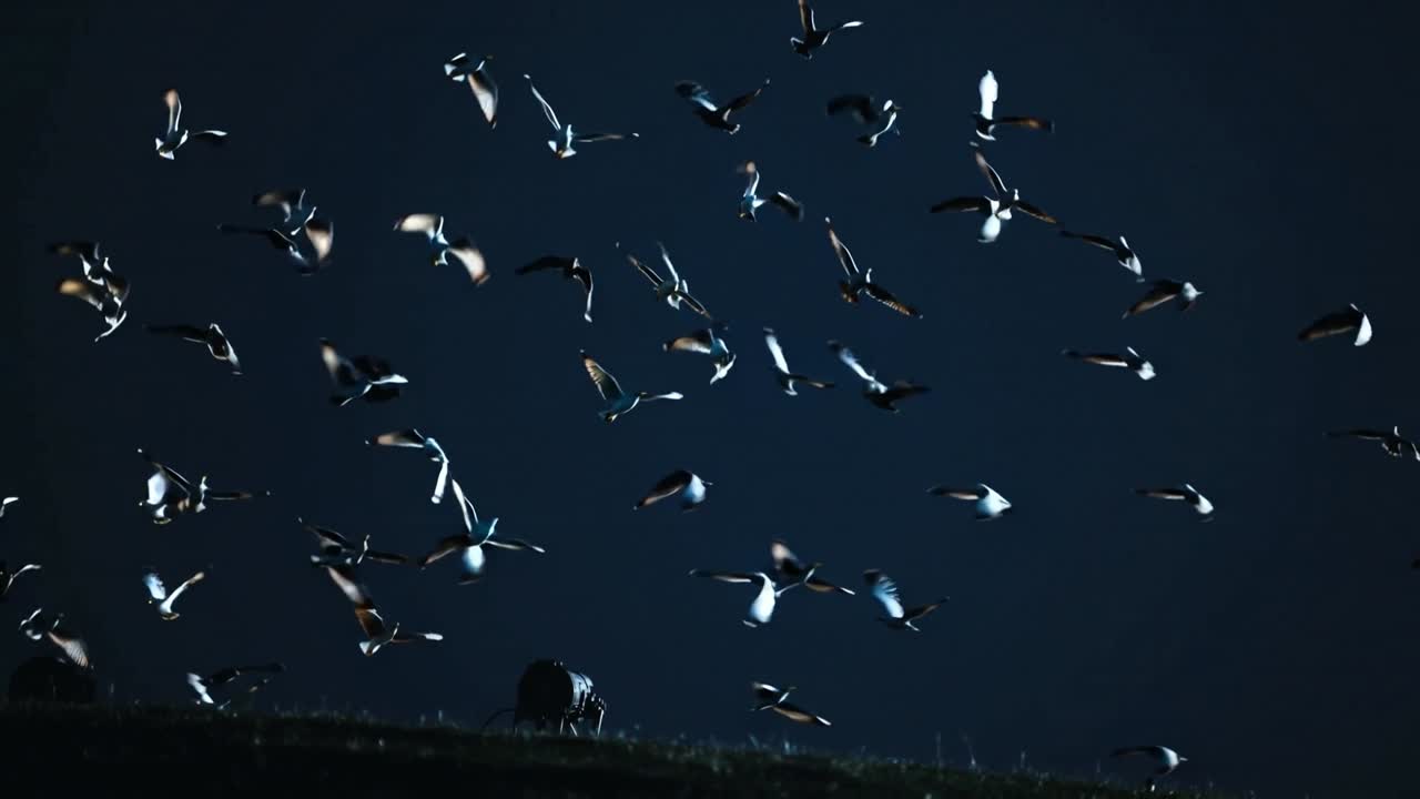 Reacting to ground noise flock of small birds lifting from grassy ridge at dusk, dark silhouette