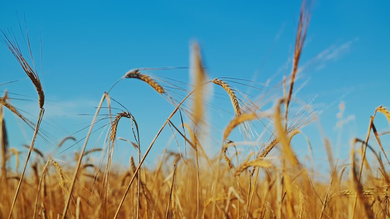 Slow motion reveals harmony of nature as barley field dances with summer air