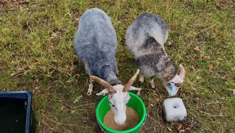 two goats eating from a bucket in the gardens of the charlottenburg palace in berlin, germany