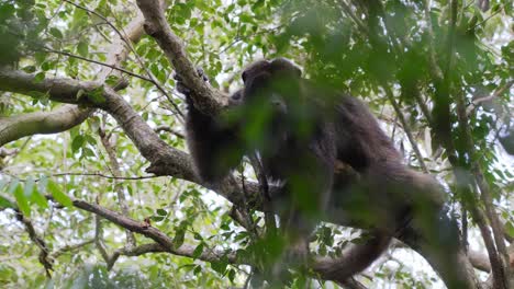 Cerca-De-Especies-Amenazadas,-Aullador-Negro-Macho,-Alouatta-Caraya-Encorvado-En-La-Rama-De-Un-árbol-En-La-Jungla-Rodeada-De-Un-Hermoso-Follaje-Verde-En-El-área-De-Conservación-Del-Pantanal