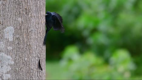 Der-Drongo-Mit-Größerem-Schlägerschwanz-Ist-Für-Seinen-Schwanz-Bekannt,-Der-Wie-Ein-Schläger-Aussieht