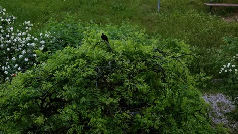 Capture-the-stark-beauty-of-a-solitary-crow-perched-on-a-tree-branch-before-it-majestically-takes-flight