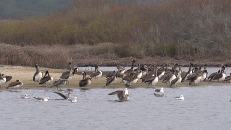 Pelícanos-Marrones-De-California-Y-Gaviotas-Descansando-Y-Bañándose-En-Una-Laguna-Poco-Profunda-En-El-Centro-De-California