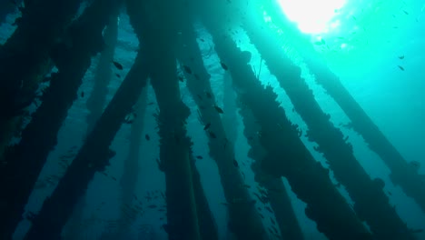 Pier-pilings-with-fish