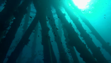 pilotes de muelle con pescado