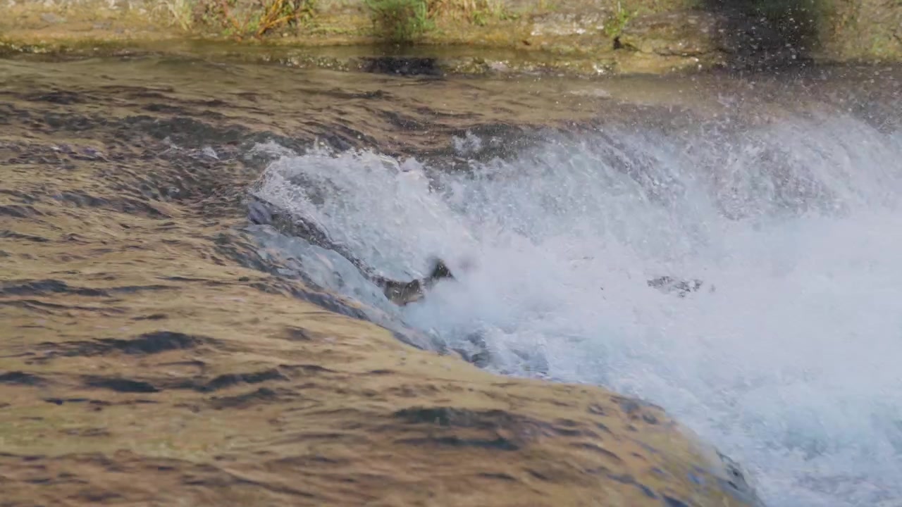 Un salmone lotta contro la forte corrente di una diga fluviale poco profonda prima di ricadere nelle rapide impetuose. Schiuma bianca e goccioline d'acqua si spruzzano sulla sporgenza rocciosa