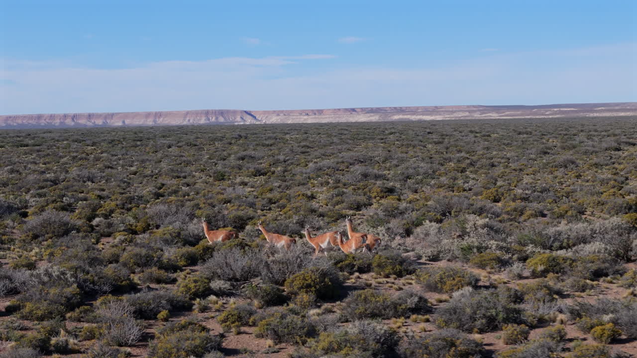 Guanacos running across on an open plain in Argentina’s wilderness, with a distant mountain view, aerial tracking follow through brush on clear day