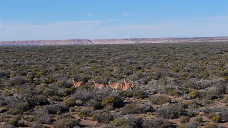 guanacos running across on an open plain in argentina’s wilderness, with a distant mountain view, aerial tracking follow through brush on clear day