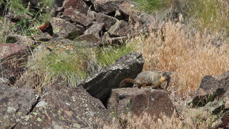 La-Marmota-Gordita-Salta-De-Una-Gran-Roca-Y-Sale-Del-Encuadre