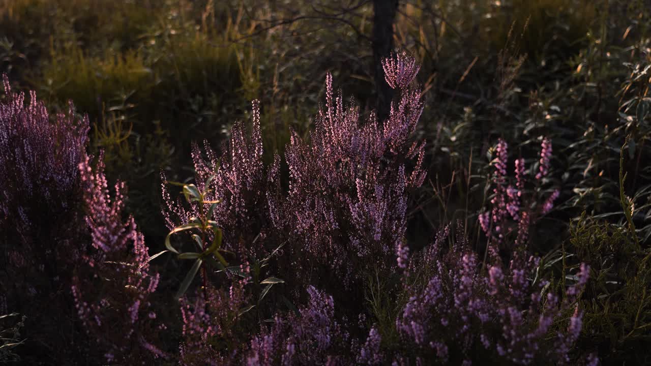 Close-up van verspreide jonge heideplanten die gloeien onder het natuurlijke licht en samen een vredig tafereel vormen vol textuur, kleur en stilte. 4K
