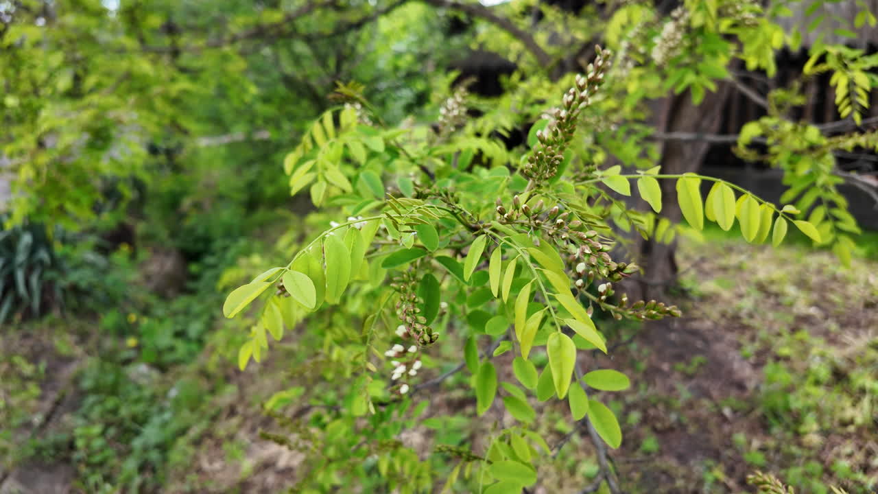 新鮮なアカシアが風でらぎます
