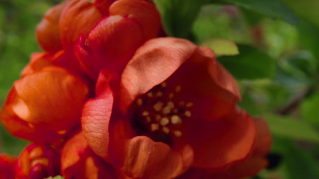 ⁇ 은 꽃이 꽃을 피우고 밝은  ⁇ 빛으로 밝은 초록색 잎이 가까이 보입니다.