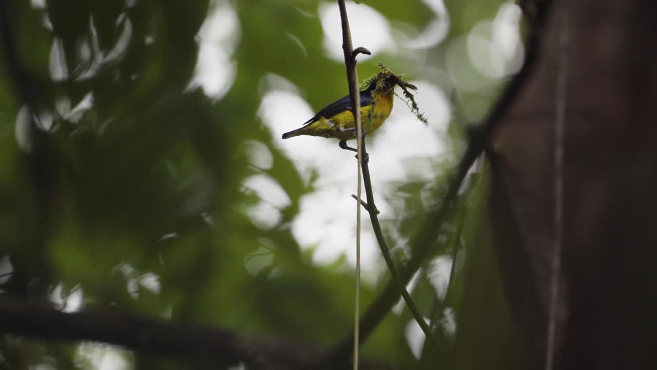 Bird with nesting materials in it's beak