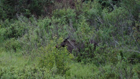 Moose-in-Scrub-in-Colorado,-Colorado-Wild-Moose-Grazing-on-Green-Grass,-Alces-Alces-in-Northern-Colorado