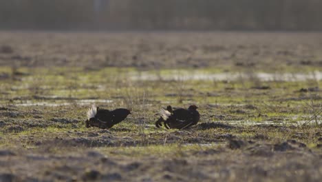 black grouse breeding lek fight in early morning