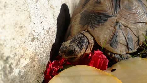 tortoise close up eating a hibiscus plant outdoors in the nature