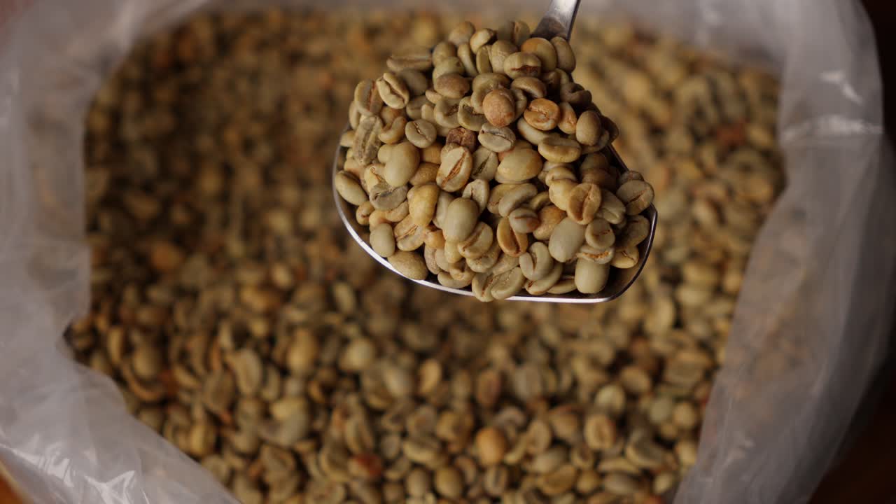 Unroasted natural coffee beans being harvested with a shovel
