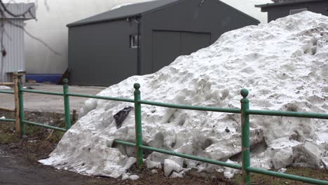 the mountains of dirty snow in the city are collected by snow removal equipment near the roads after anomalous snowfall in winter