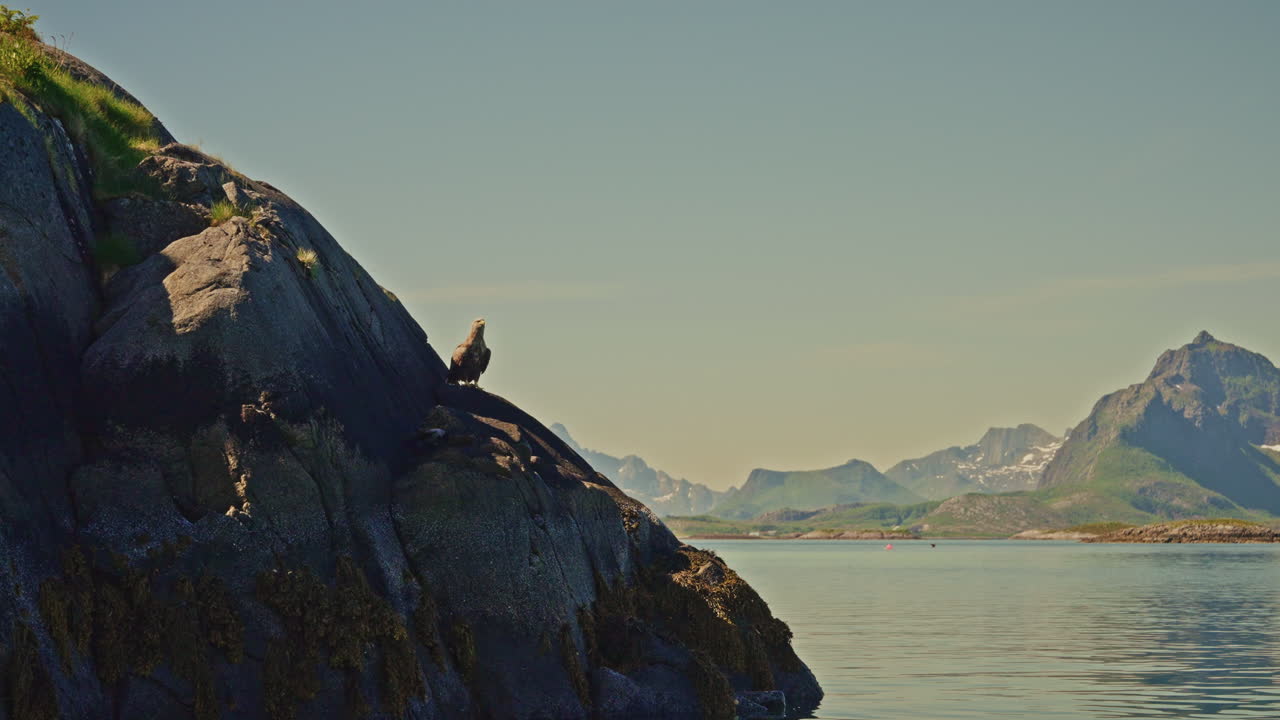 Closeup shot a lone eagle resting on a rock out in the sea in Norway.