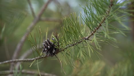 close-up of a pine tree branch.