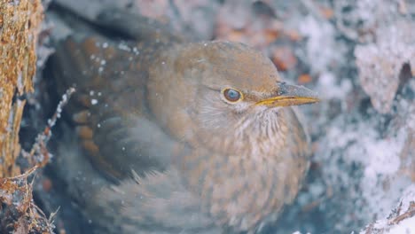 female eurasian blackbird jumping from wallow while shaking off fresh snow