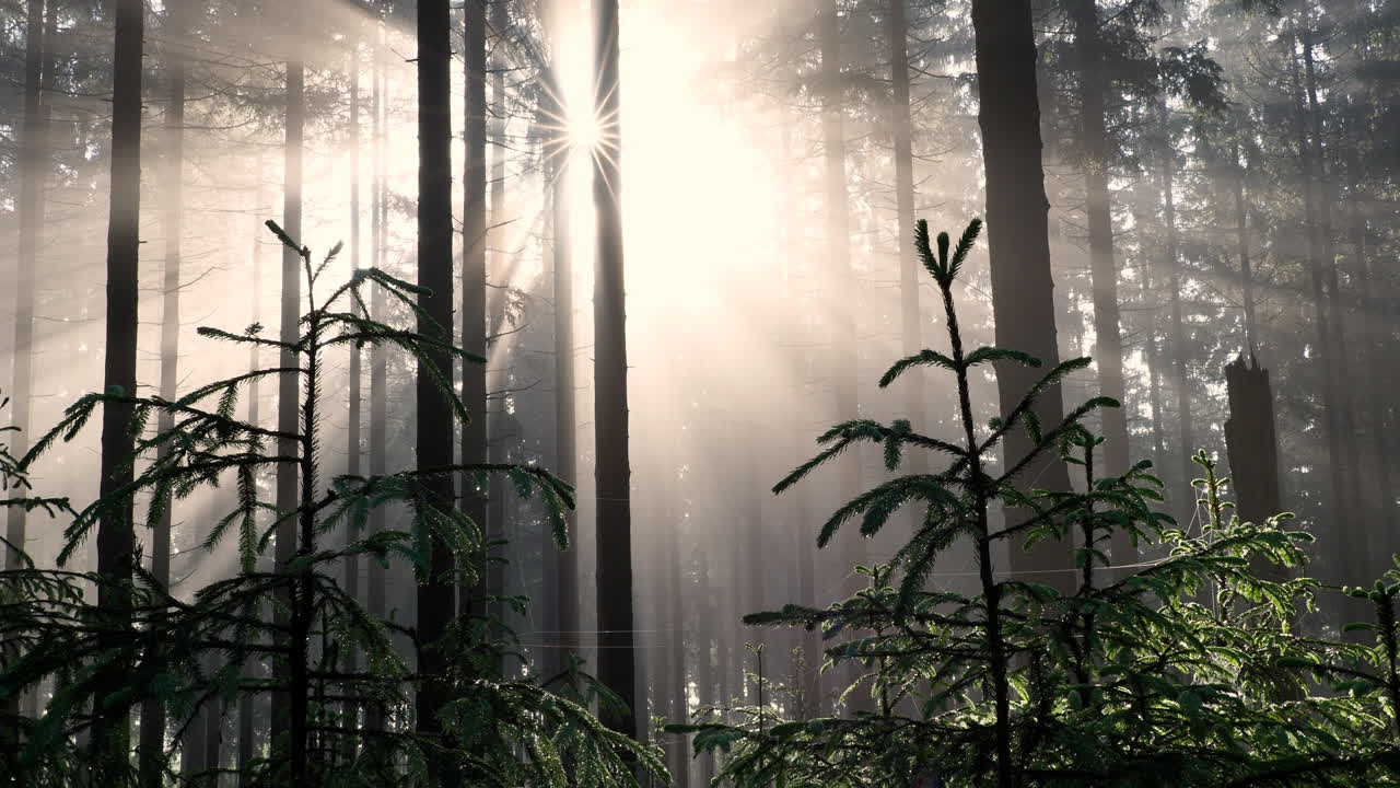 안개를 통해 그리고 숲 나무에서 일출을 위한 햇빛 광선