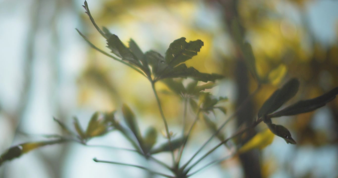 Green leaves swaying in the wind