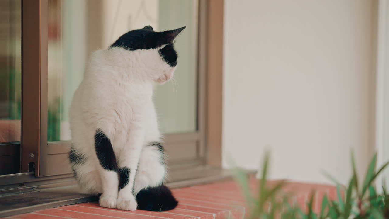 A black and white cat sits upright on a tiled doorstep next to a glass door
