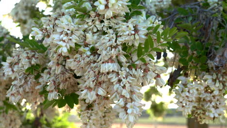 Bees pollinating acacia flowers at sunset