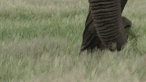 elefante africano de cerca, trompa de toro grande comiendo en los pastizales, amboseli n