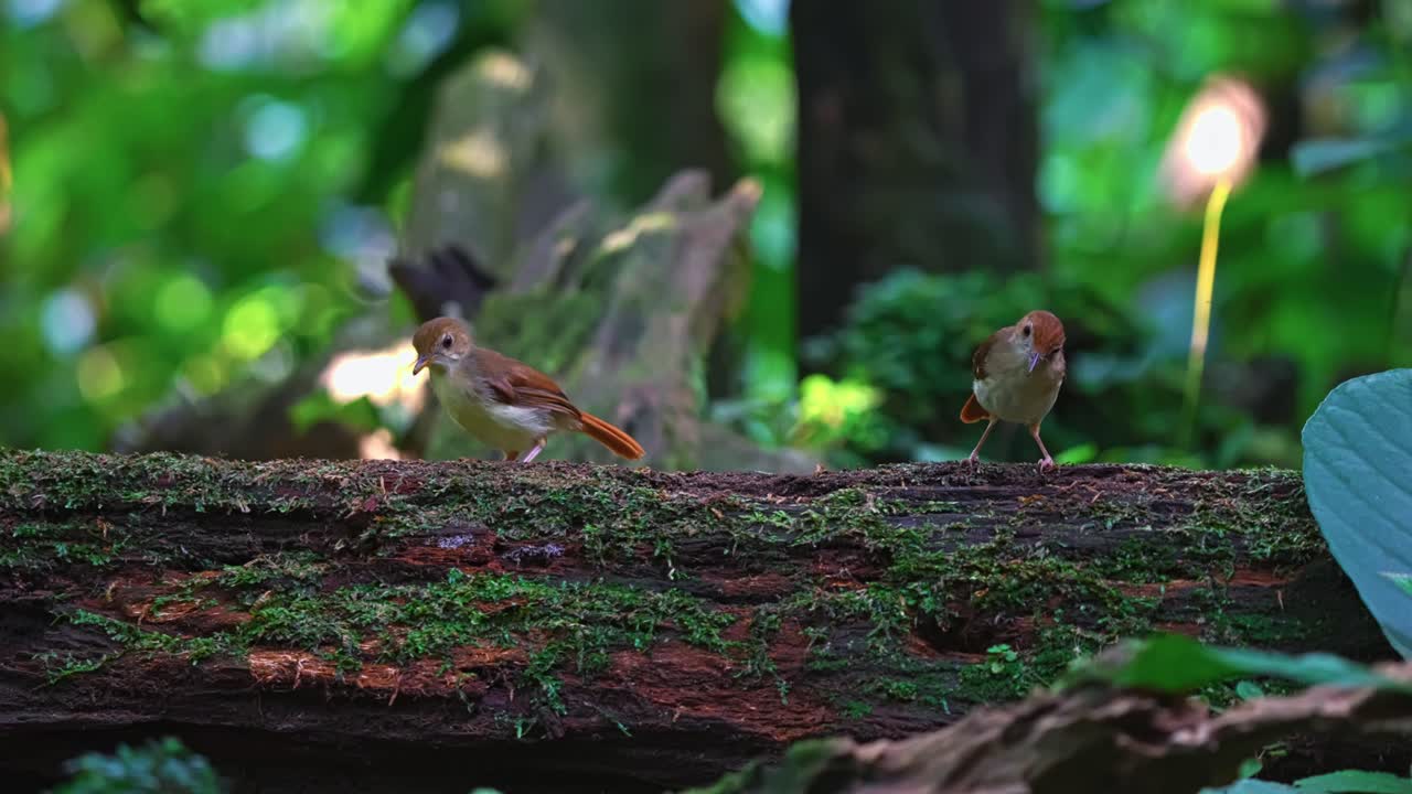 Two Ferruginous Babbler Birds On A Trunk Covered With Moss. Selective Focus Shot