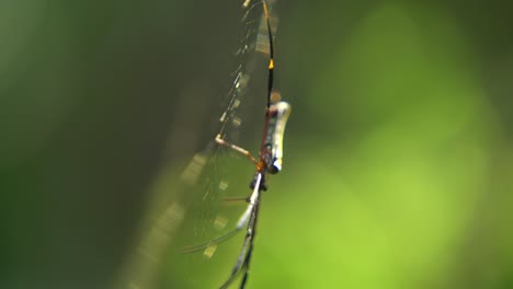 the spider sits on its web waiting for prey