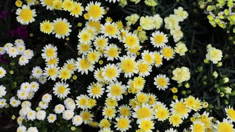 the best view in ashikaga flower park