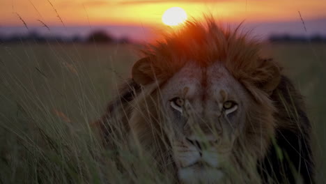 majestic lion at sunset