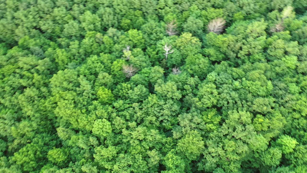 Beautiful drone video over a tropical rainforest. Green natural landscape of the woodland outdoors. Camera moves in a circle.