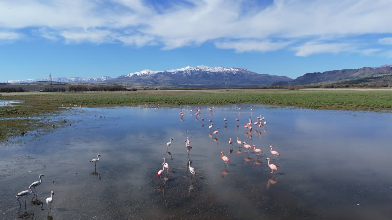 Aerial view of flock of pink Chilean flamingo in serene Patagonia lake. Environmental Conservation.