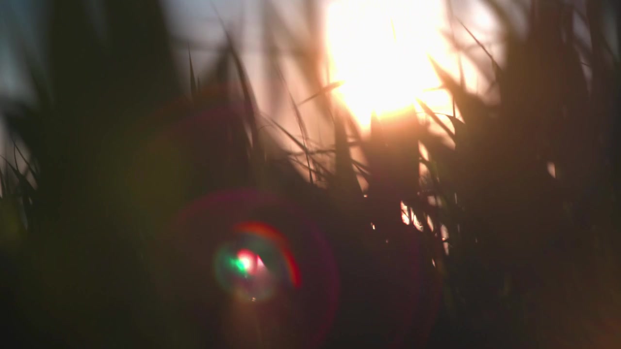 Juncos retroiluminados por um sol poente