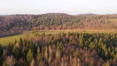 the partially bare mixed forests during a sunny winter day in west germany